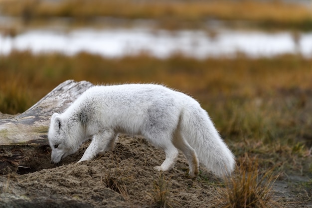 Volpe artica (Vulpes Lagopus) nella tundra selvaggia. Volpe artica sulla spiaggia.