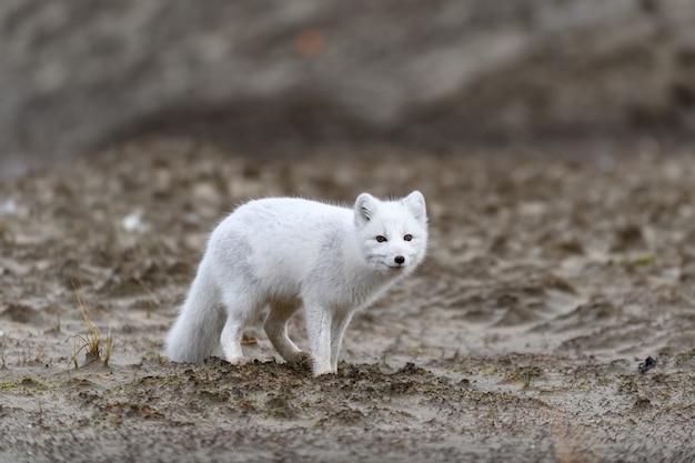 Volpe artica (Vulpes Lagopus) nella tundra selvaggia. Volpe artica sulla spiaggia.