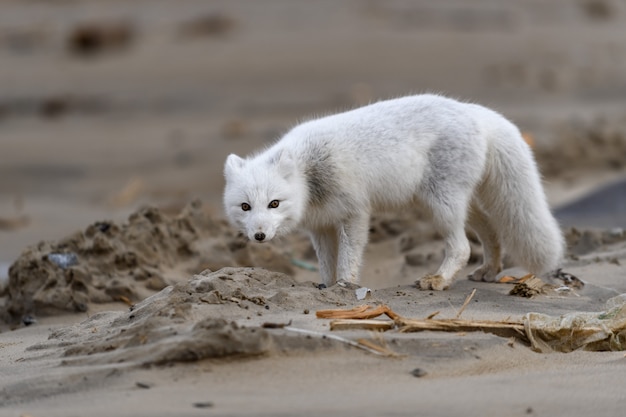 Volpe artica (Vulpes Lagopus) nella tundra selvaggia. Volpe artica sulla spiaggia.