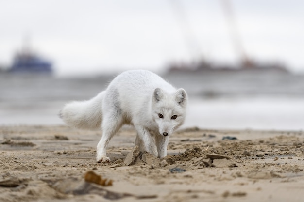 Volpe artica (Vulpes Lagopus) nella tundra selvaggia. Volpe artica sulla spiaggia.