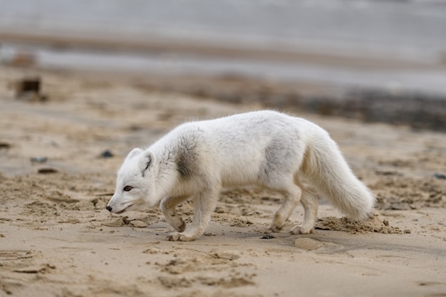 Volpe artica (Vulpes Lagopus) nella tundra selvaggia. Volpe artica sulla spiaggia.