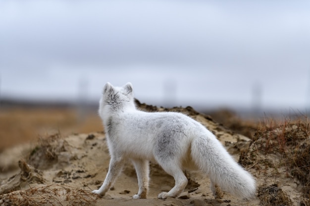 Volpe artica (Vulpes Lagopus) nella tundra selvaggia. Volpe artica sulla spiaggia.