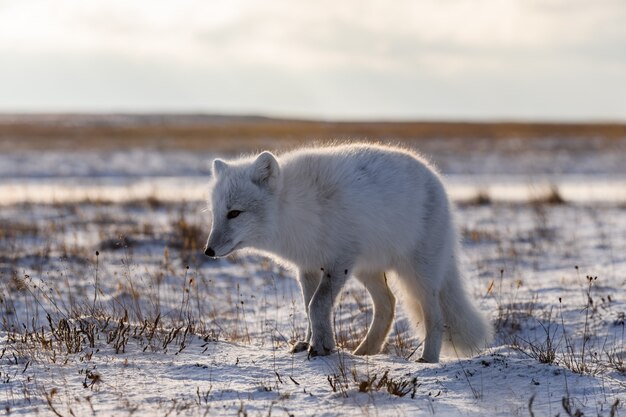 Volpe artica (Vulpes Lagopus) nella tundra selvaggia. Volpe artica sulla spiaggia.