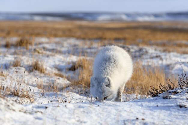 Volpe artica (Vulpes Lagopus) nella tundra selvaggia. Volpe artica sulla spiaggia.