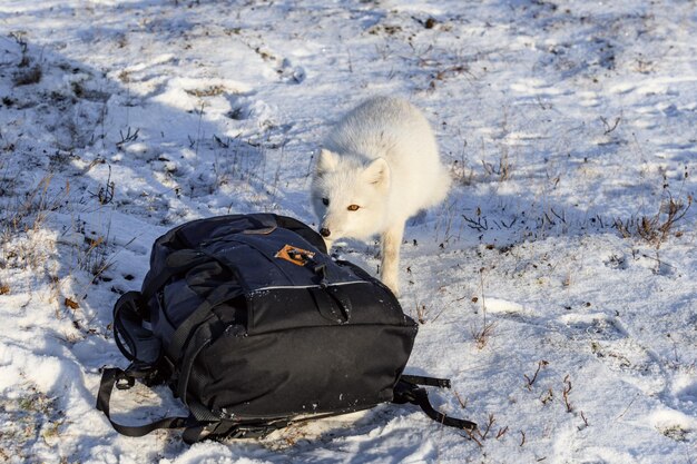 Volpe artica Vulpes Lagopus nella tundra selvatica Volpe arctica che esplora lo zaino