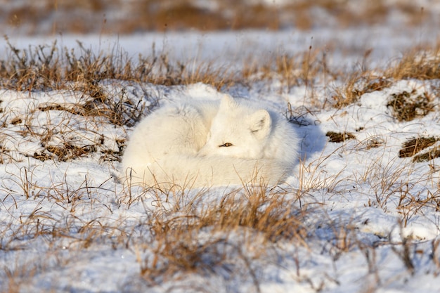 Volpe artica Vulpes Lagopus nella tundra selvatica Volpe arctica sdraiata che dorme nella tundra