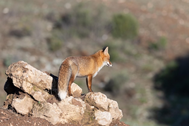 Volpe comune o rossa Vulpes vulpes nei pascoli spagnoli