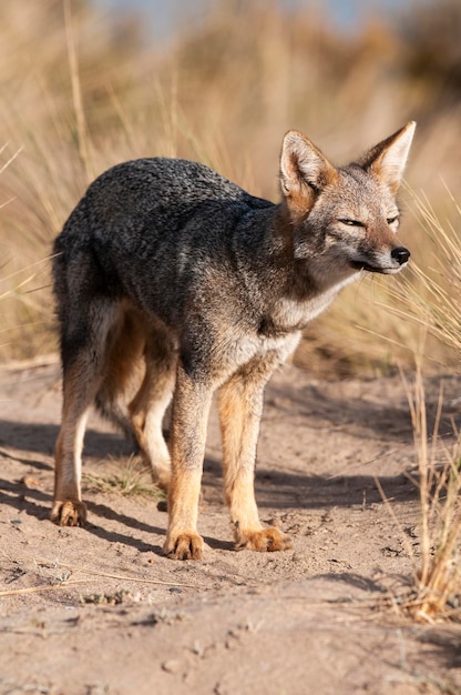 Volpe grigia delle Pampas nell'ambiente erboso delle Pampas Provincia della Pampa Patagonia Argentina