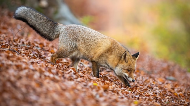 Volpe rossa che cammina sul fogliame nella foresta nella natura autunnale