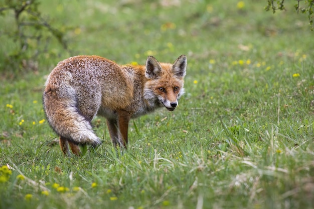 Volpe rossa che gira sul prato con i denti di leone in autunno