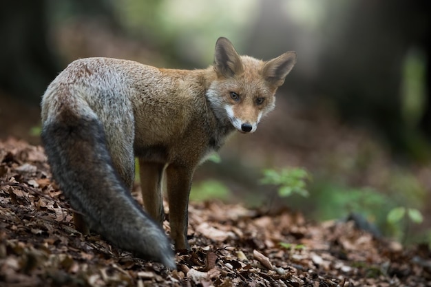 Volpe rossa che guarda sopra la spalla nella foresta in autunno