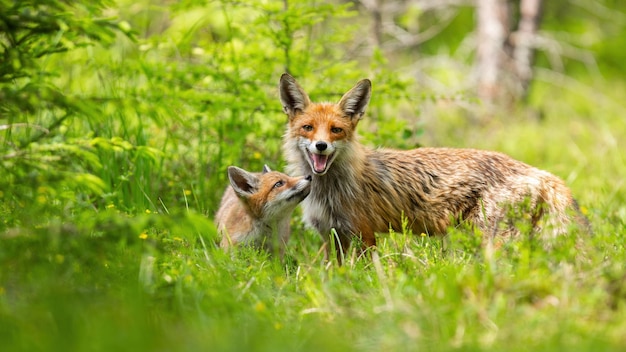 Volpe rossa con cucciolo in piedi su prati verdi in estate