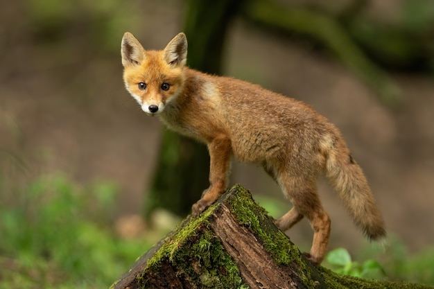 Volpe rossa del bambino che si arrampica sul ceppo coperto di muschio nella natura di primavera