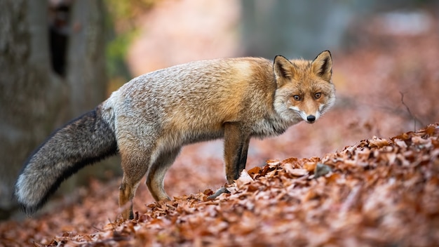 Volpe rossa guardando la telecamera sulle foglie nella natura autunnale.