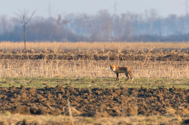 Volpe rossa in campo, mattina di primavera (Vulpes vulpes)