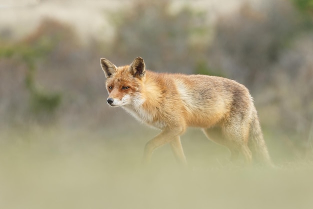 Volpe rossa in natura.