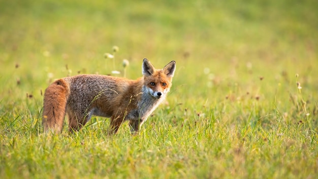 Volpe rossa pelosa che esamina la macchina fotografica sul prato in autunno