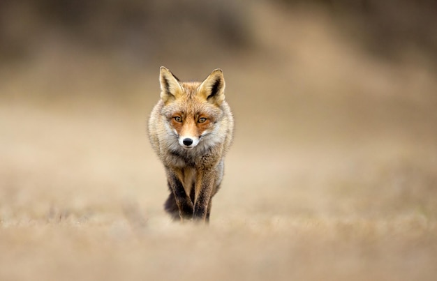 Volpe rossa un bellissimo animale in un habitat naturale.