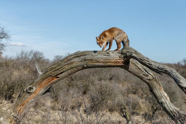 Volpe rossa un bellissimo animale in un habitat naturale.