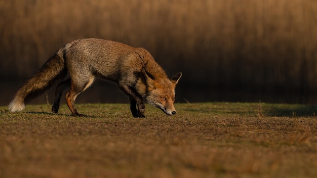 Volpe rossa un bellissimo animale in un habitat naturale.