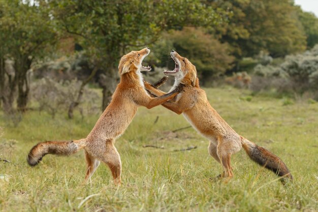 Volpe rossa un bellissimo animale in un habitat naturale.