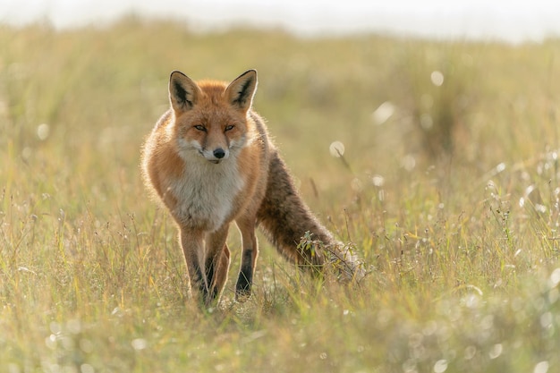 Volpe rossa (Vulpes vulpes) in ambiente autunnale naturale. In Olanda.