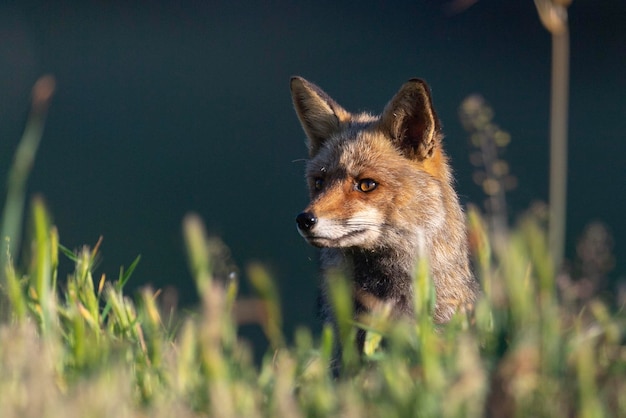 Volpe rossa Vulpes vulpes Malaga Spagna