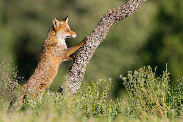 Volpe rossa Vulpes vulpes Malaga Spagna