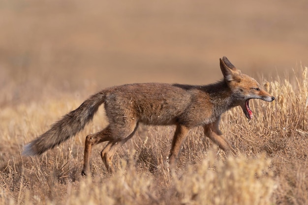 Volpe rossa Vulpes vulpes Malaga Spagna