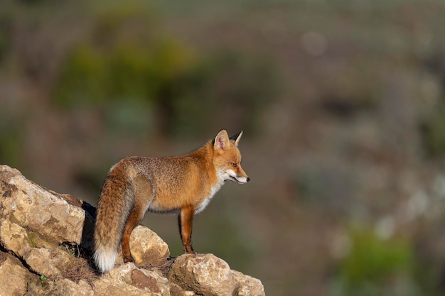 Volpe rossa (Vulpes vulpes) Malaga, Spagna