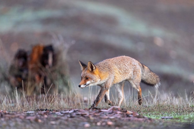 Volpe rossa (Vulpes vulpes) Malaga, Spagna