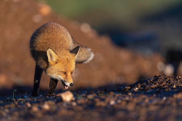 Volpe rossa (Vulpes vulpes) Malaga, Spagna