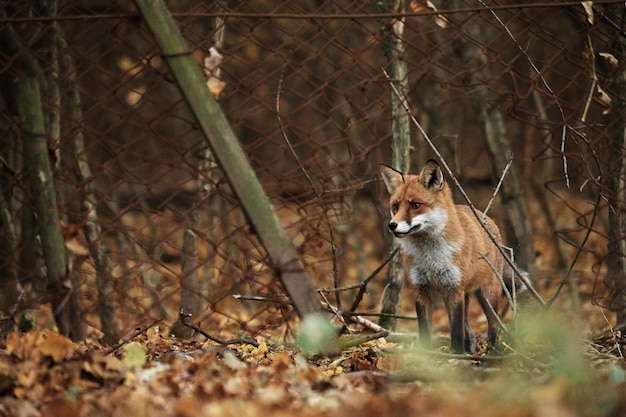 Volpe sulla foresta autunnale