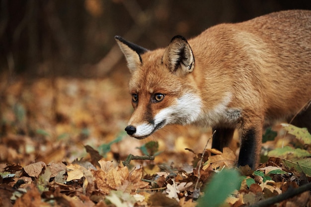 Volpe sulla foresta autunnale