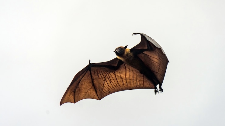 Foto volpe volante, enorme pipistrello volante, maldive.