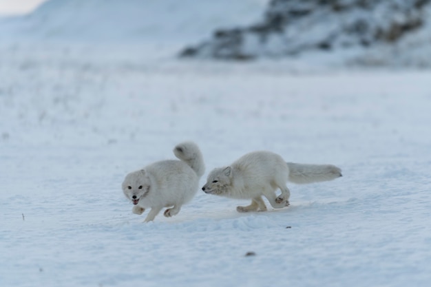 Volpi artiche selvatiche che combattono nella tundra nell'orario invernale. Volpe artica bianca aggressiva.