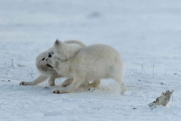 Volpi artiche selvatiche che combattono nella tundra nell'orario invernale. Volpe artica bianca aggressiva.