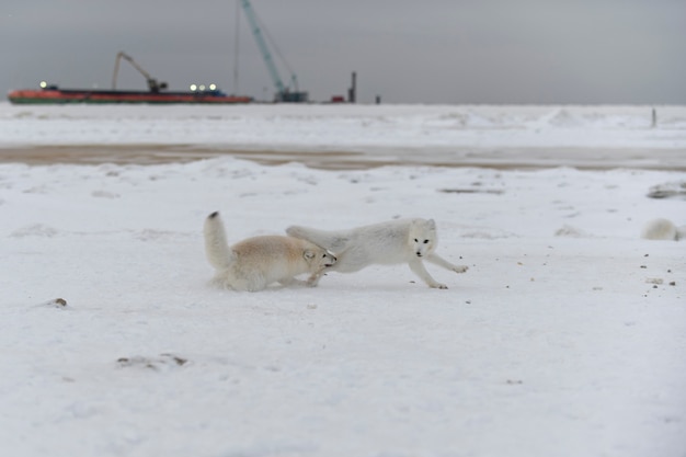 Volpi artiche selvatiche che combattono nella tundra nell'orario invernale. Volpe artica bianca aggressiva.