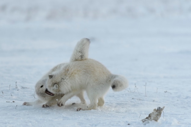 Volpi artiche selvatiche che combattono nella tundra nell'orario invernale. Volpe artica bianca aggressiva.