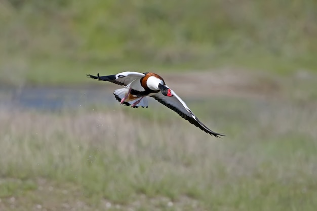 Volpoca femmina adulta filmata in volo