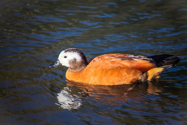 Volpoca sudafricana (Tadorna cana)