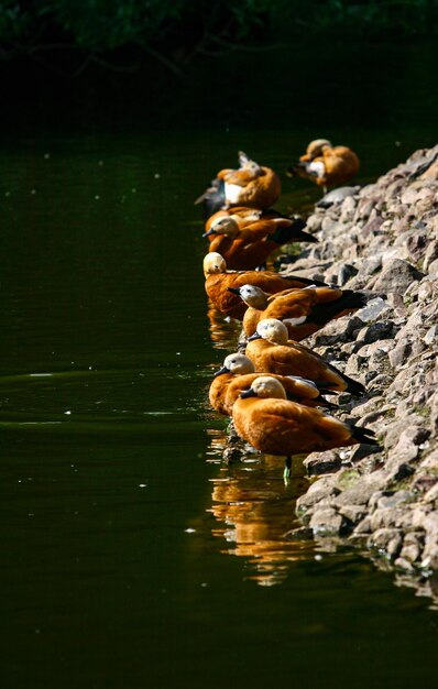 Volpoche rubiconde vicino all'acqua in estate