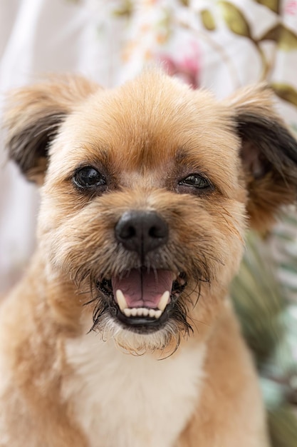 Volto di cane domestico di razza mista