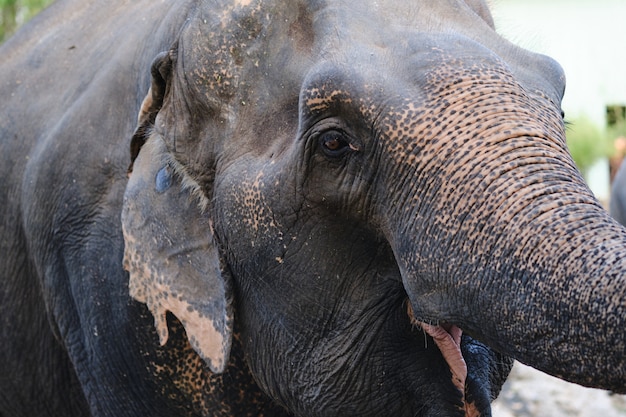 Volto ritratto di elefante asiatico.