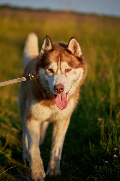 Volto sorridente felice di un primo piano rosso del cane husky