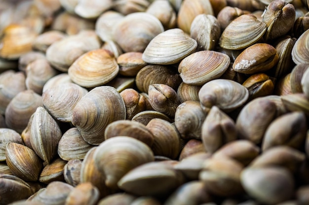 Vongole al banco del pesce di un ristorante