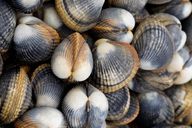 Vongole fresche appena fuori dall'oceano