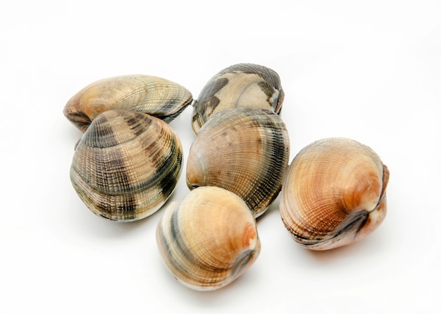 Vongole