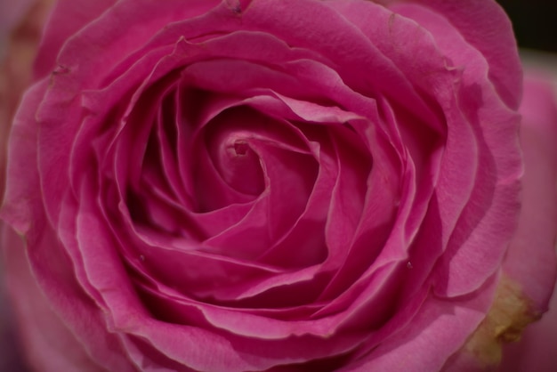 Vorticoso di petali di rosa rosa lussureggianti