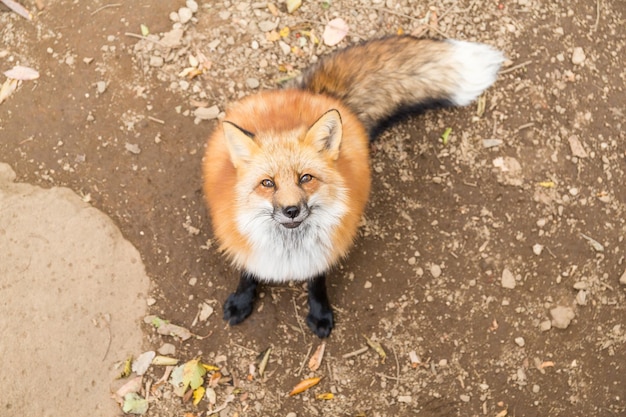 Vulpes vulpes alzando lo sguardo